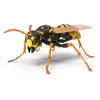 Wasps Control Service