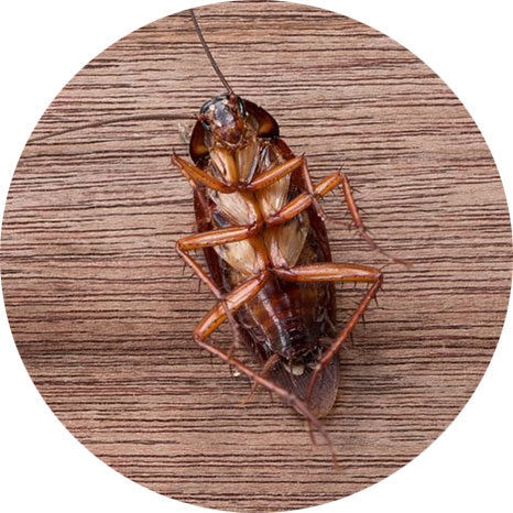 Cockroach Control in Sydney