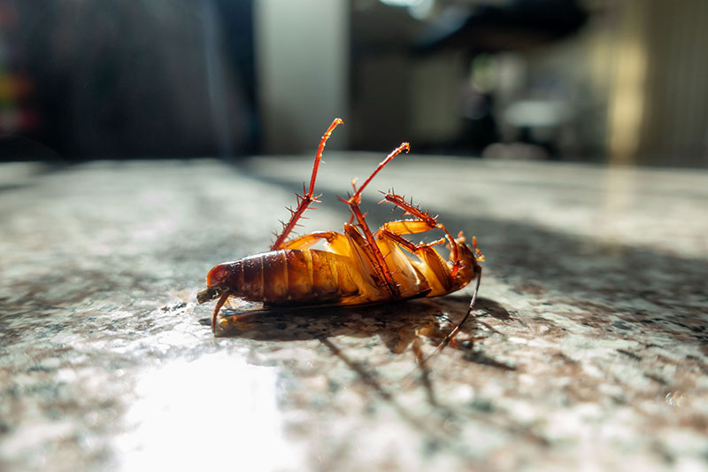 Cockroach Control Services in Sydney