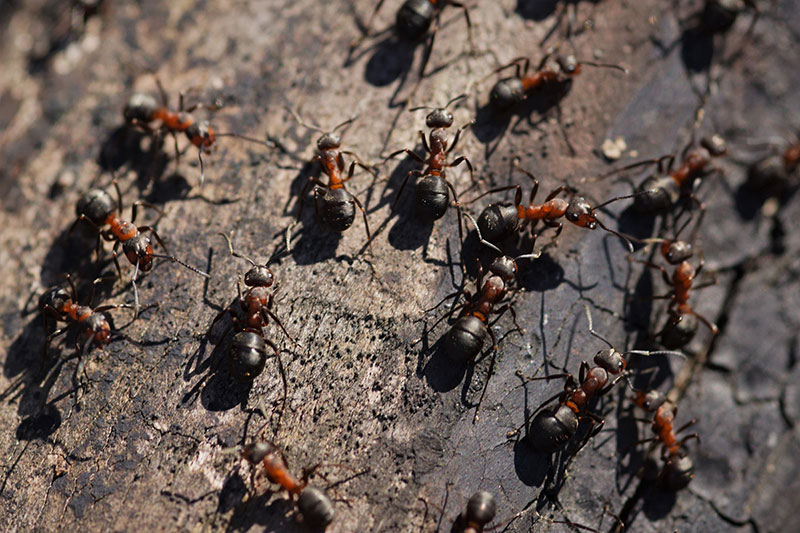Affordable Ant Control Services in Sydney