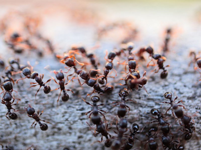 Ant Control Services in Sydney