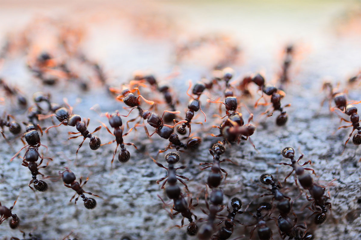 Ant Control Services in Sydney