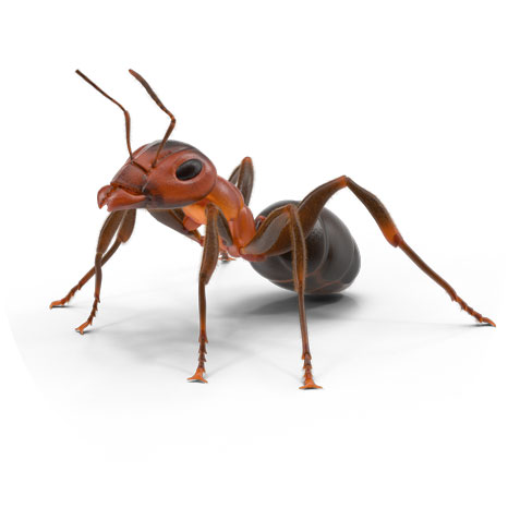 Ants Control Services in Sydney