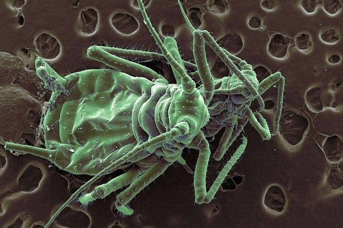 Bed Bug Control Services in Sydney