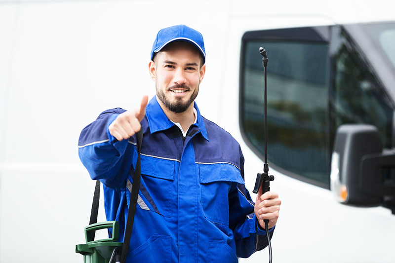 Cockroach Control in Liverpool