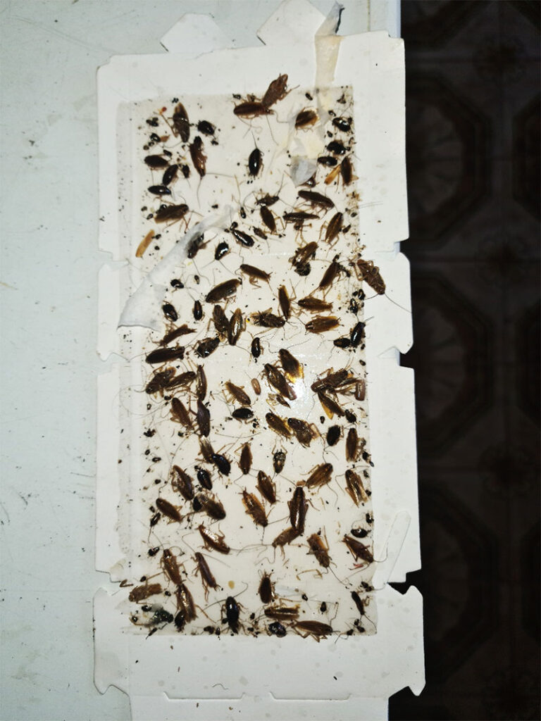 Cockroach-Control-Services-Liverpool