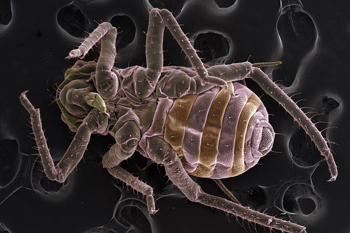 Commercial Bed Bug Control