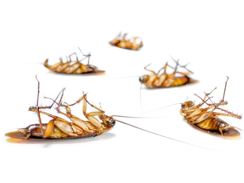 German Cockroach Control