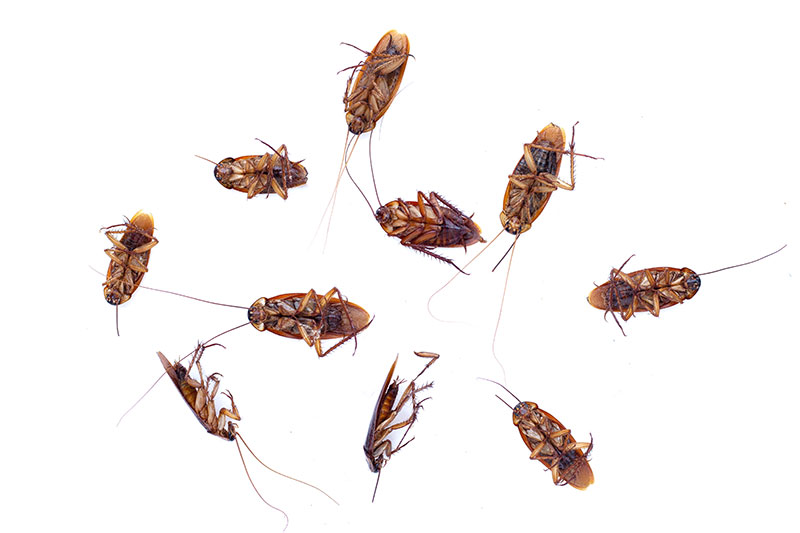 German Cockroach Control Services in Sydney