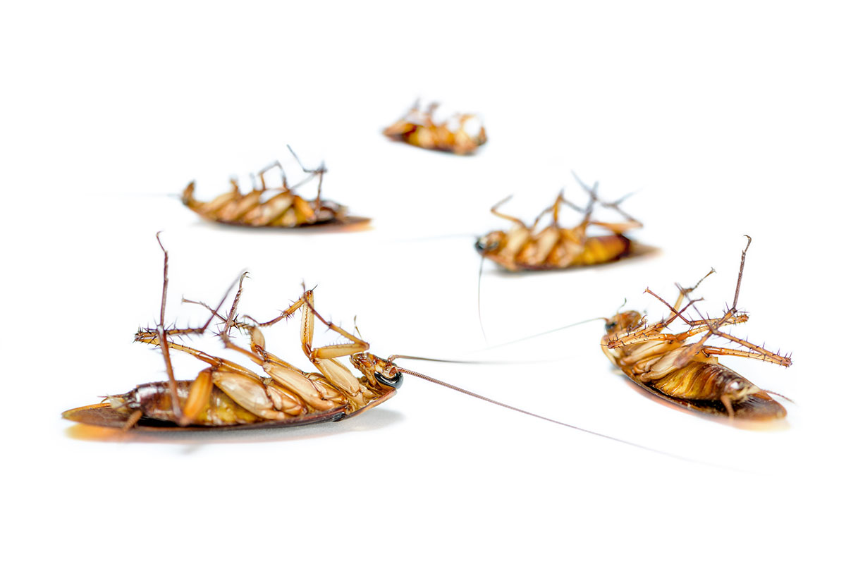 German Cockroach Control