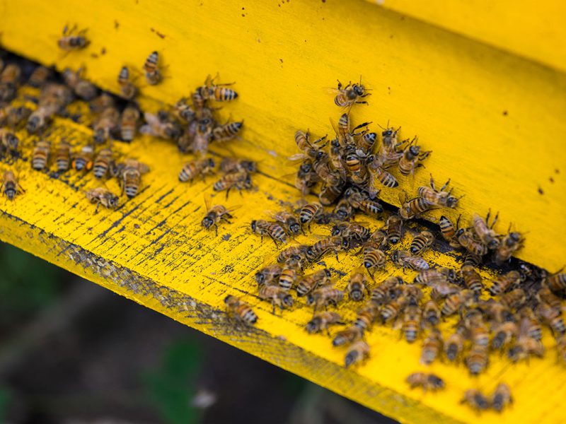Local Bees Control Services in Sydney