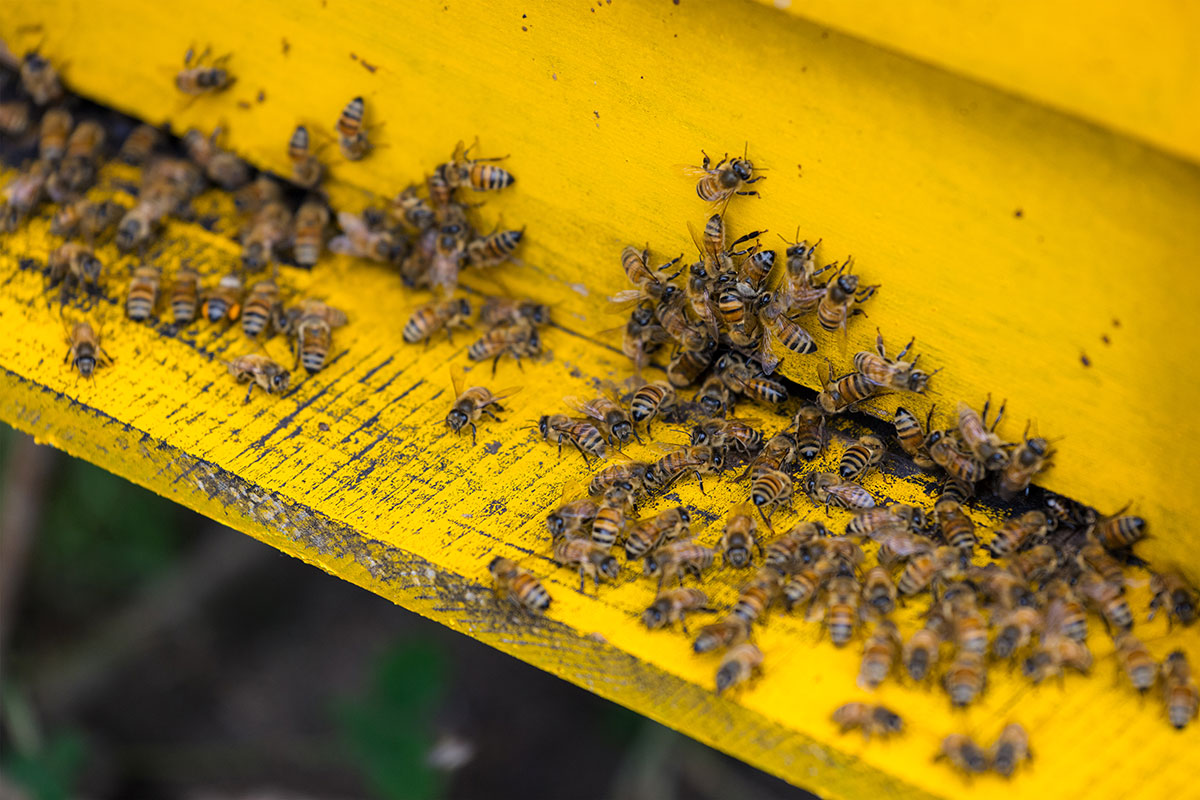 Local Bees Control Services in Sydney