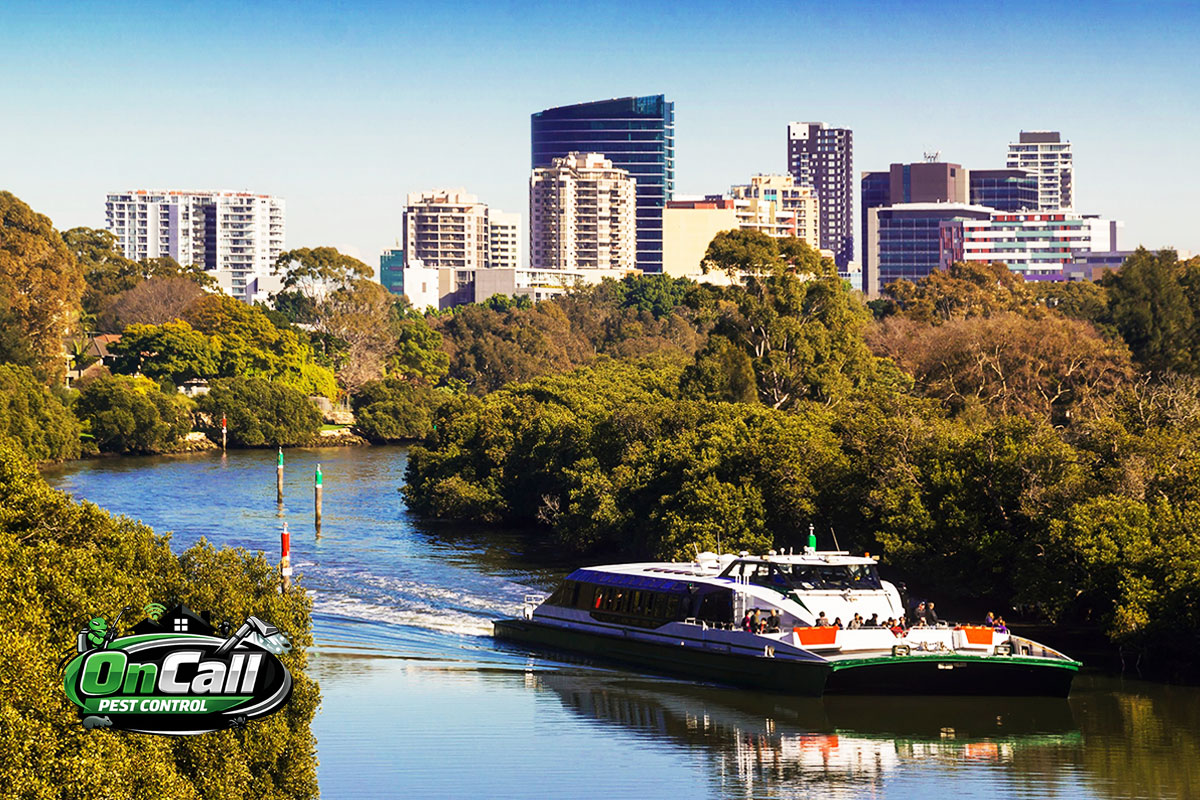 Local Pest Control Company in Parramatta