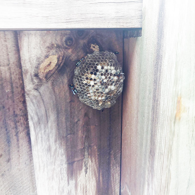 Local-Pest-Control-Expert-Liverpool