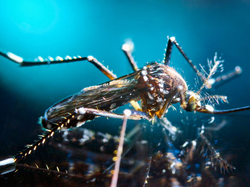 Mosquito Control Company in Sydney