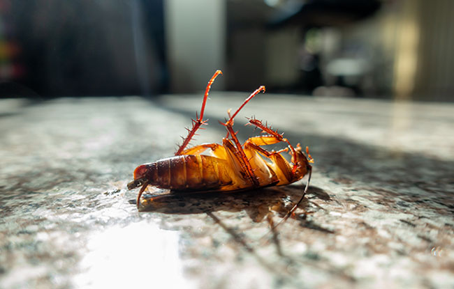 Pest Control Oran Park