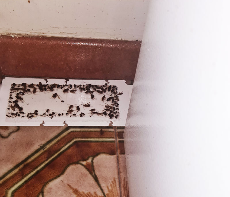 Pest-control-Liverpool-Jobs