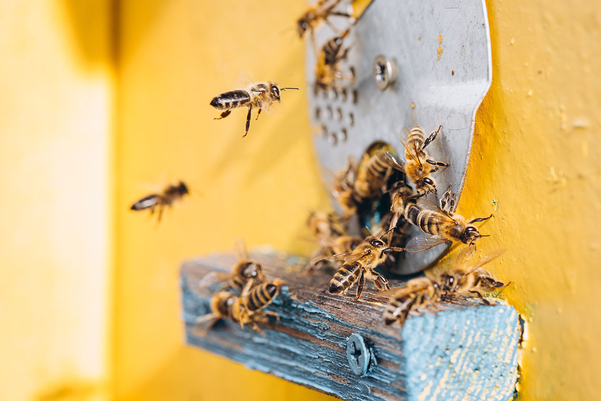 Residential Bee Control Sydney