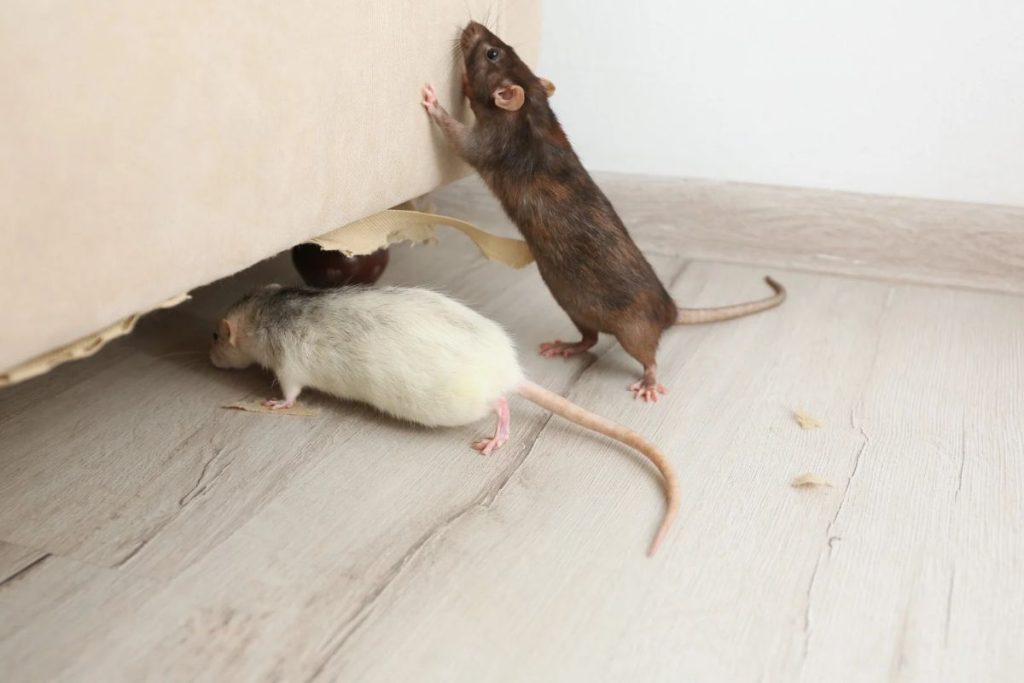 Rodent control Blacktown