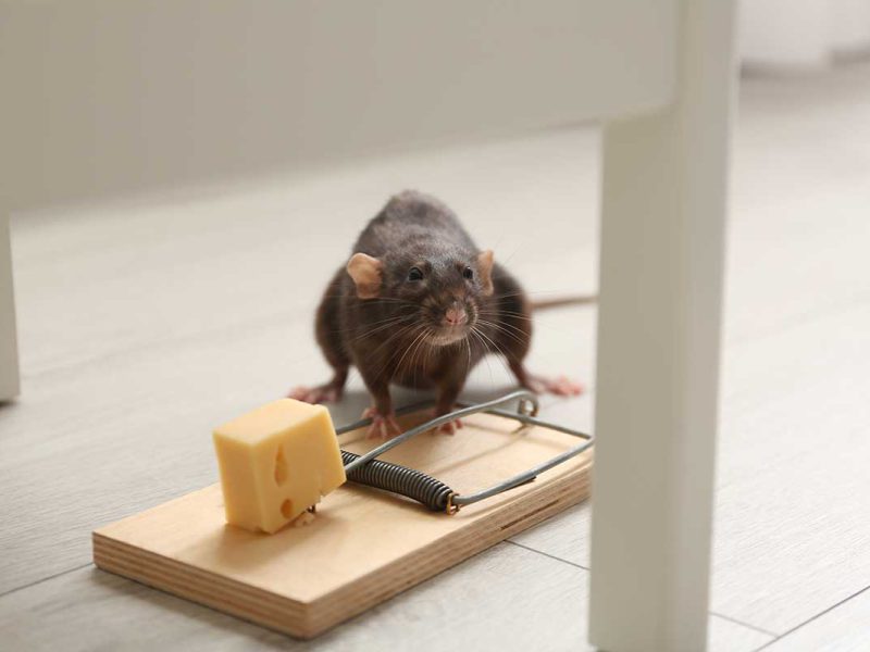 Rodents Control Services in Sydney