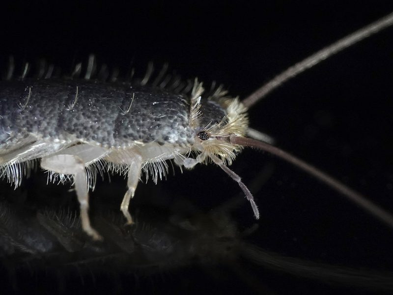 Silverfish Control Services in Sydney