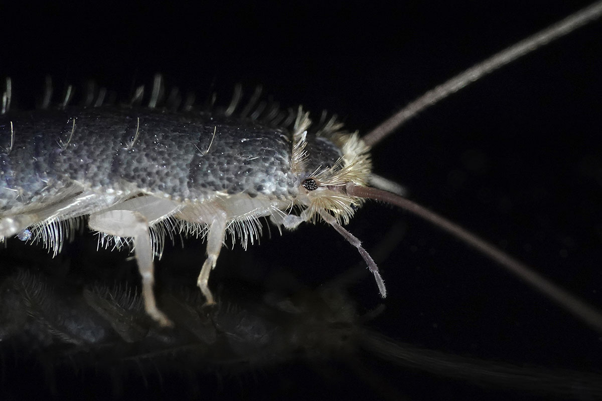 Silverfish Control Services in Sydney