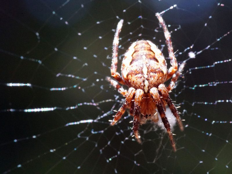 Spider Control Services in Sydney