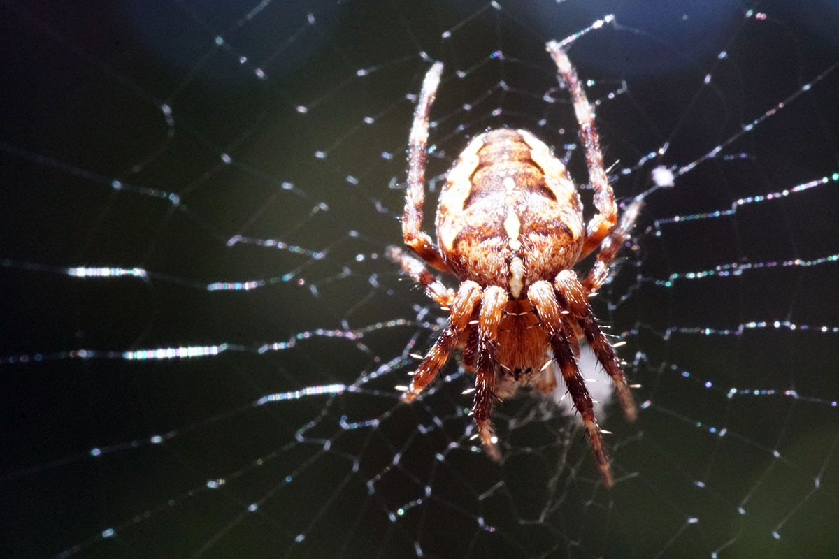Spider Control Services in Sydney