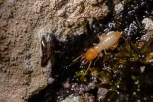 Signs of Termites in Your House – Early Warning Guide for Australian Homes