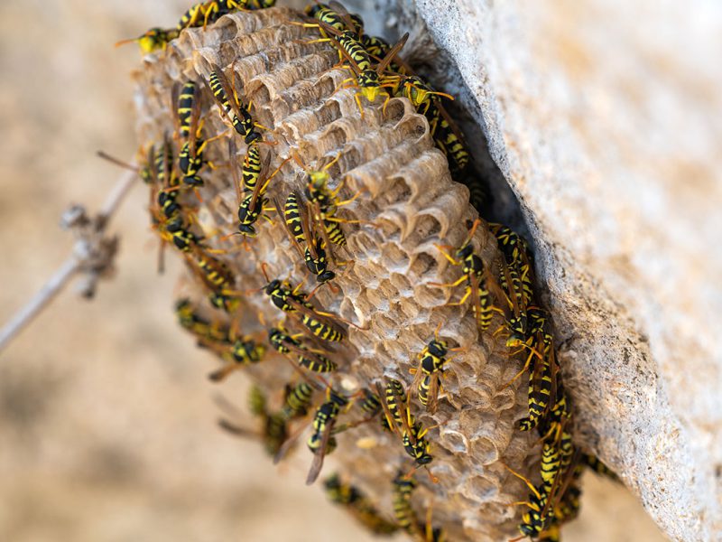 Wasps Control Services in Sydney