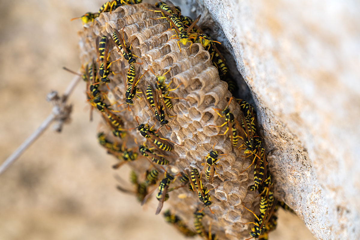 Wasps Control Services in Sydney
