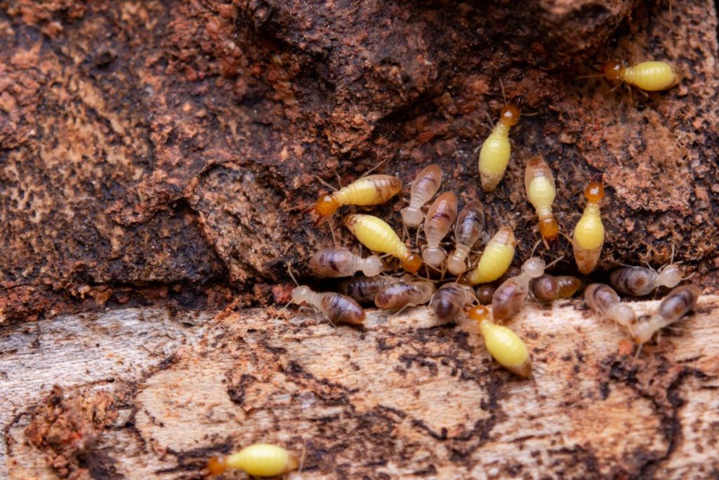 Why Blacktown Is a High-Risk Area for Termites and Pests