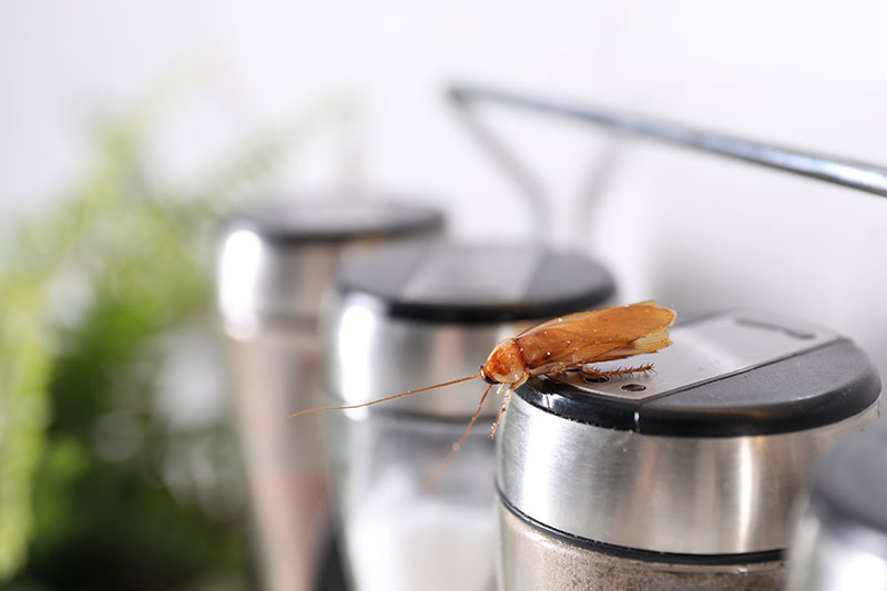 Why Cockroaches Are a Serious Problem in Sydney