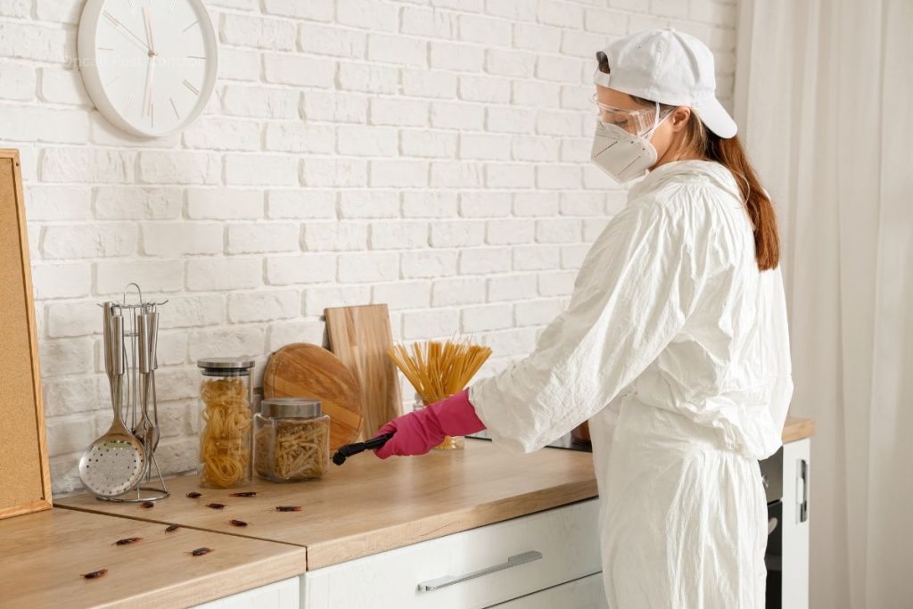 Inner West Pest Calendar — Seasonal Pest Guide for Sydney Homes