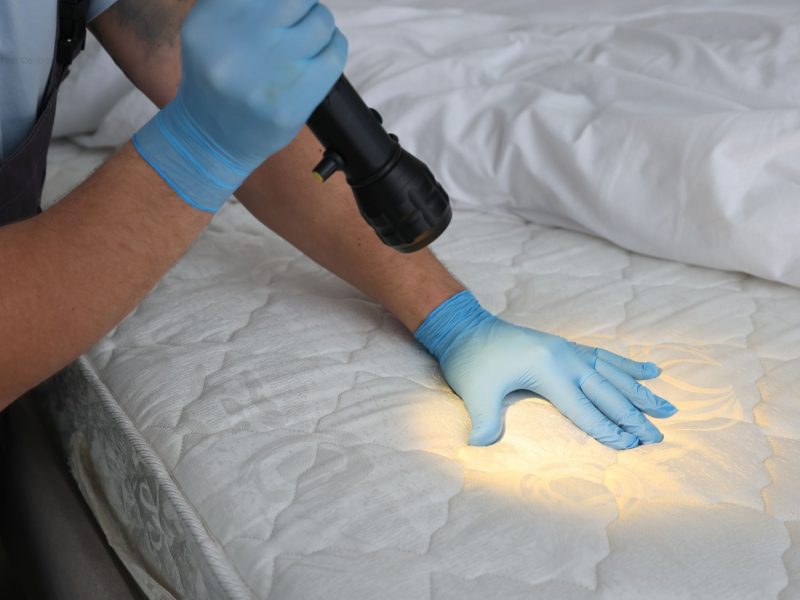 Pest Control Ashfield Same-Day Service From $89 On Call Pest Control