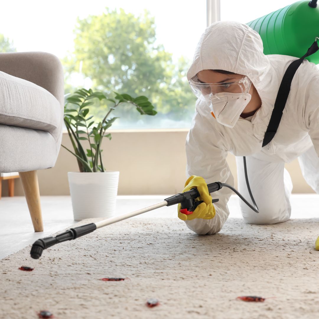 Pest Control Dulwich Hill