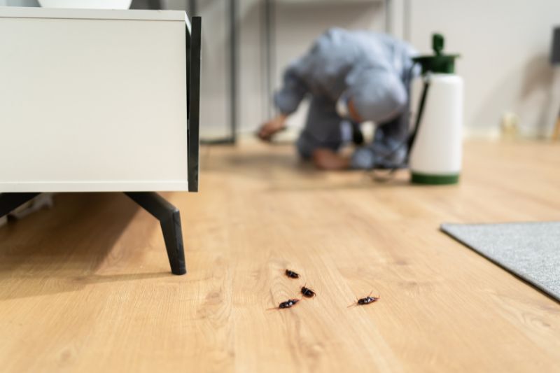 Reliable Pest Control Services Across the Camperdown