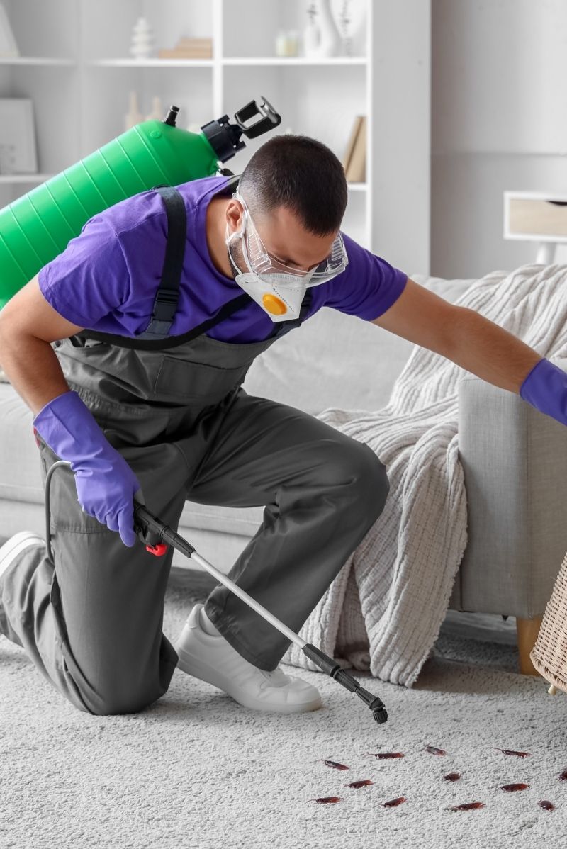 Why Dulwich Hill Properties Face Unique Pest Pressures