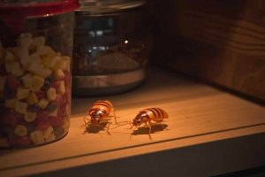 Why German Cockroaches Are Sydney’s Hardest Pest to Eliminate (And What Actually Works)