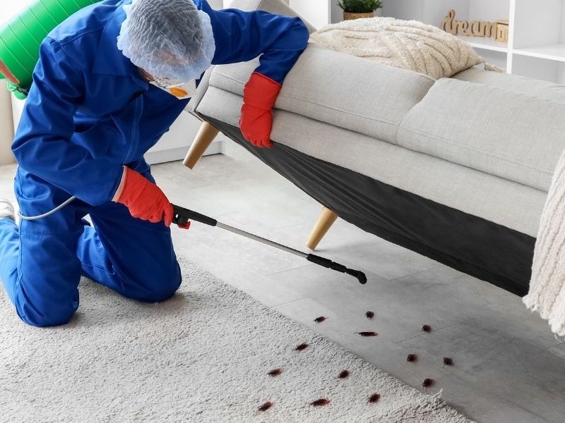 Why Glebe Properties Face Unique Pest Pressures