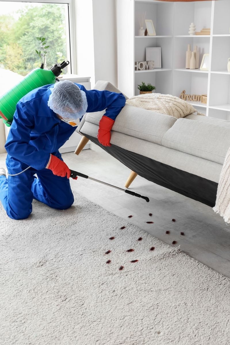 Why Glebe Properties Face Unique Pest Pressures