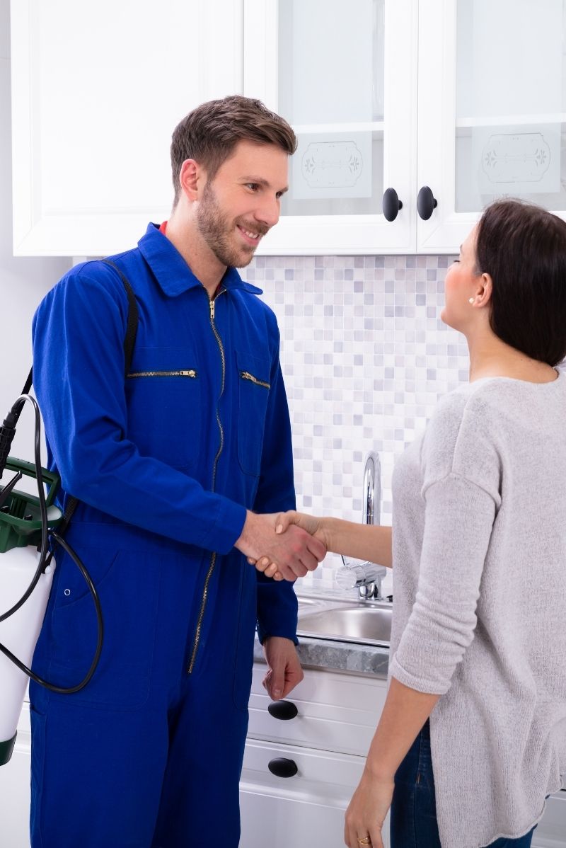 Common Pests We Treat in Marrickville Properties and Businesses