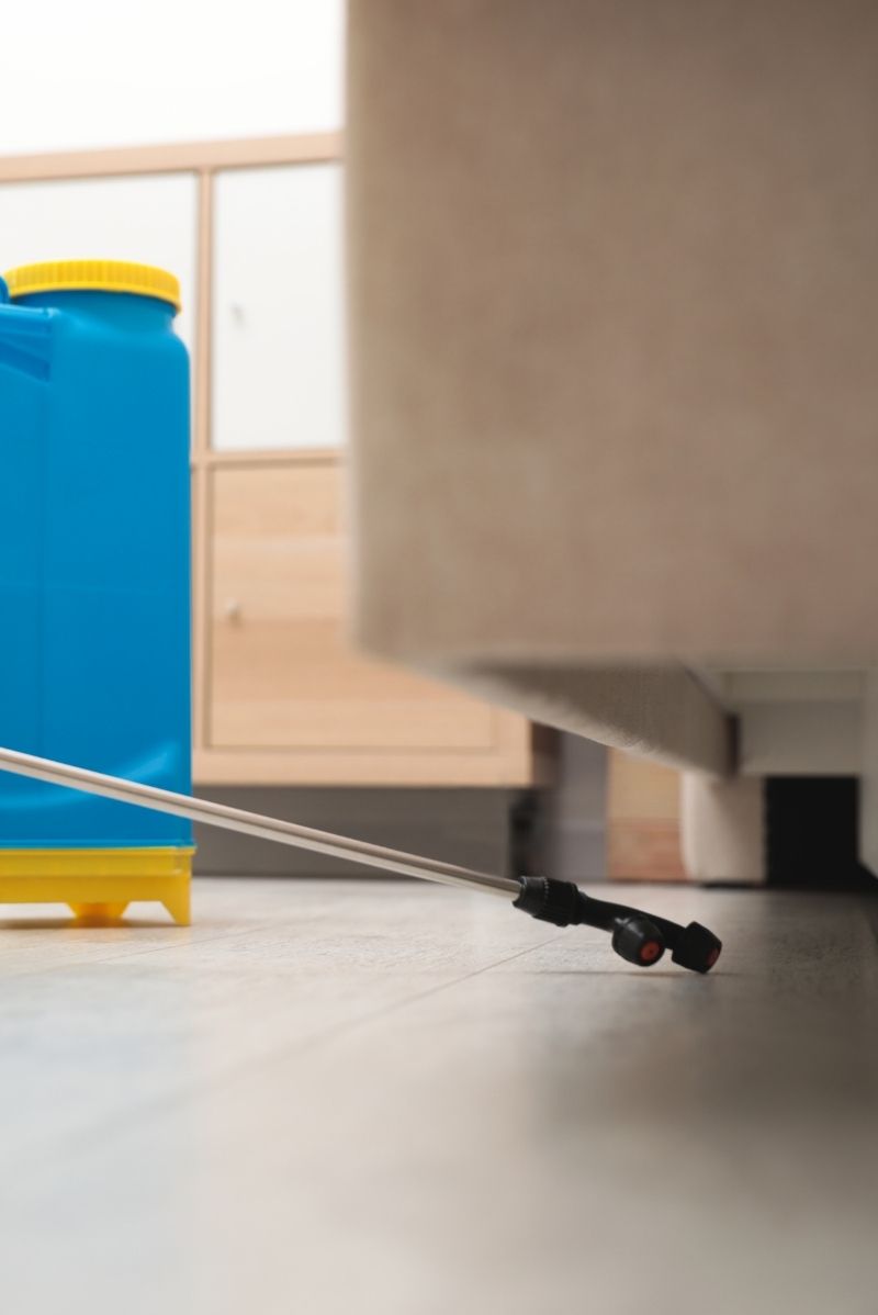 Our Pest Control Process for Lilyfield Properties