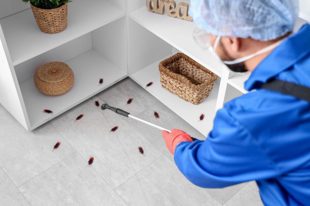 Our Restaurant Pest Control Process