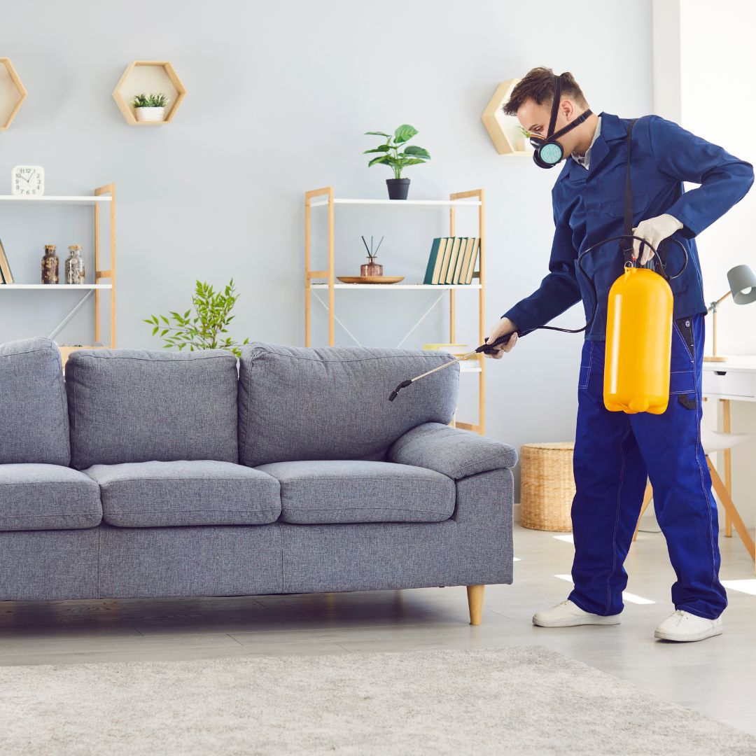 Pest Control Lewisham