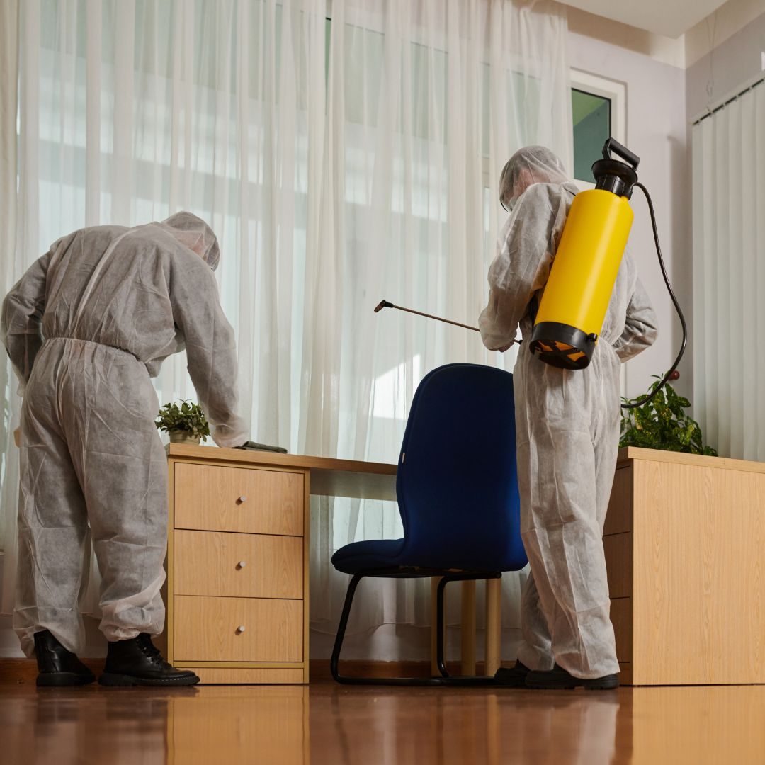 Pest Control Lilyfield
