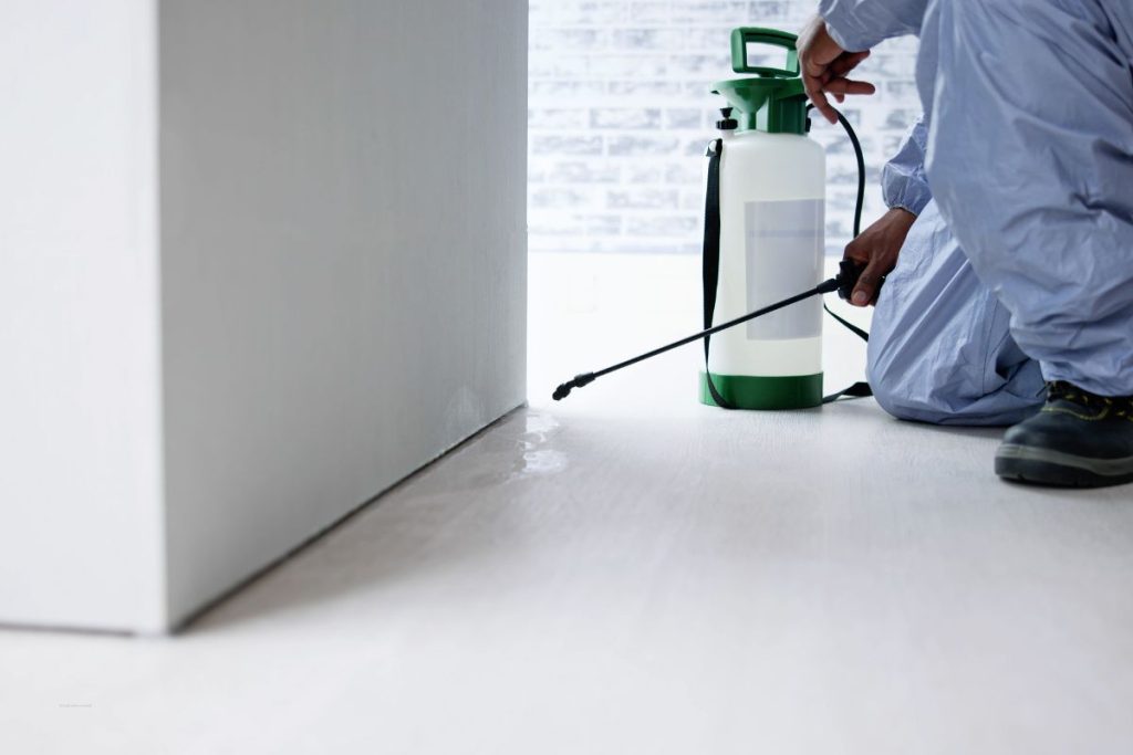 Why Pests in the Workplace Are a Serious Problem
