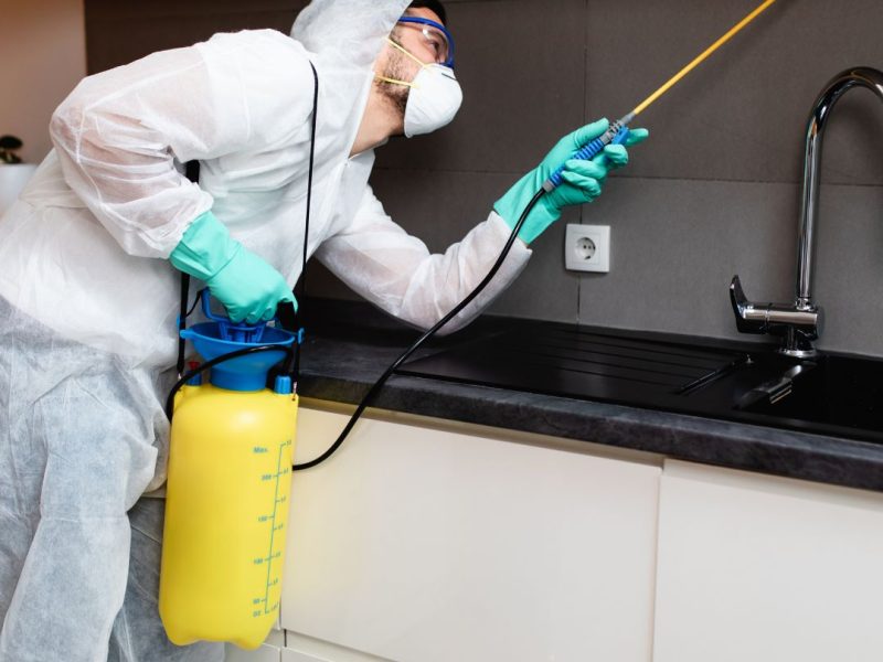 Pest Control Stanmore Same-Day Service From $89 On Call Pest Control