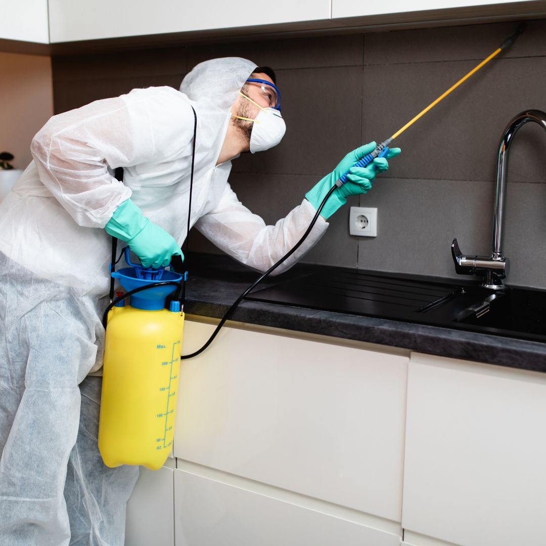 Pest Control Stanmore Same-Day Service From $89 On Call Pest Control