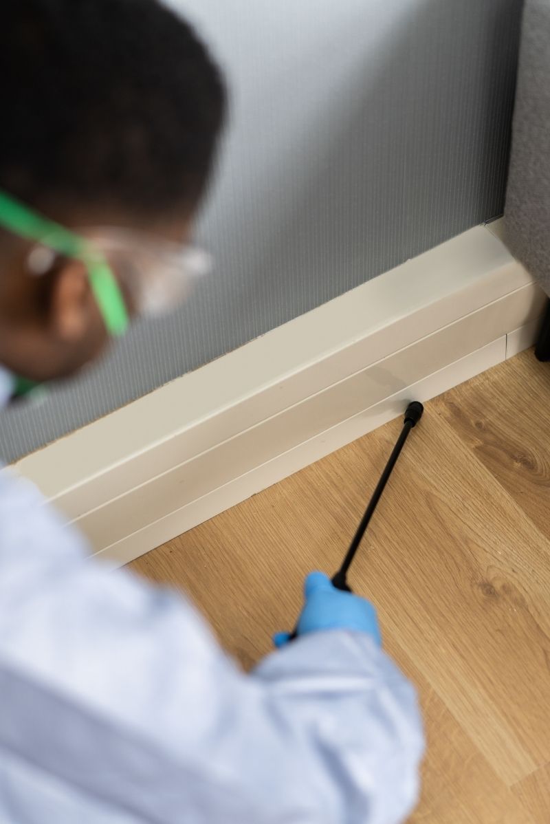 Why Petersham Homes and Businesses Are Prone to Pests